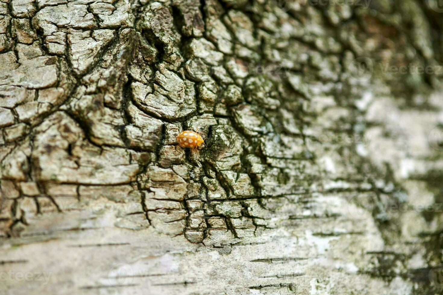amarillo mariquita en abedul árbol foto