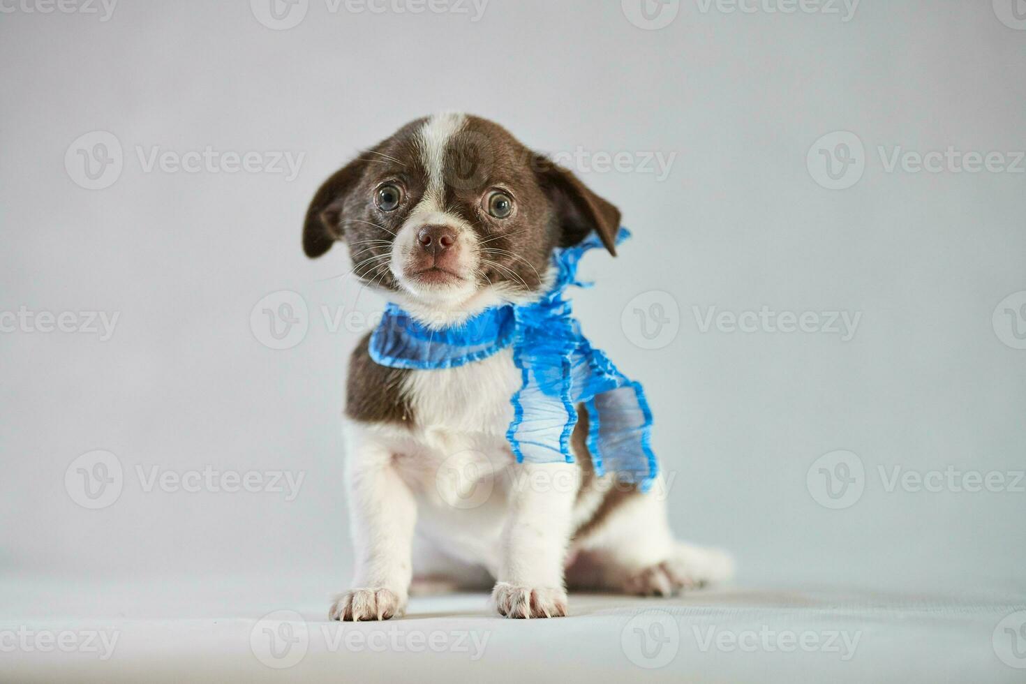 Chihuahua puppy cute photo