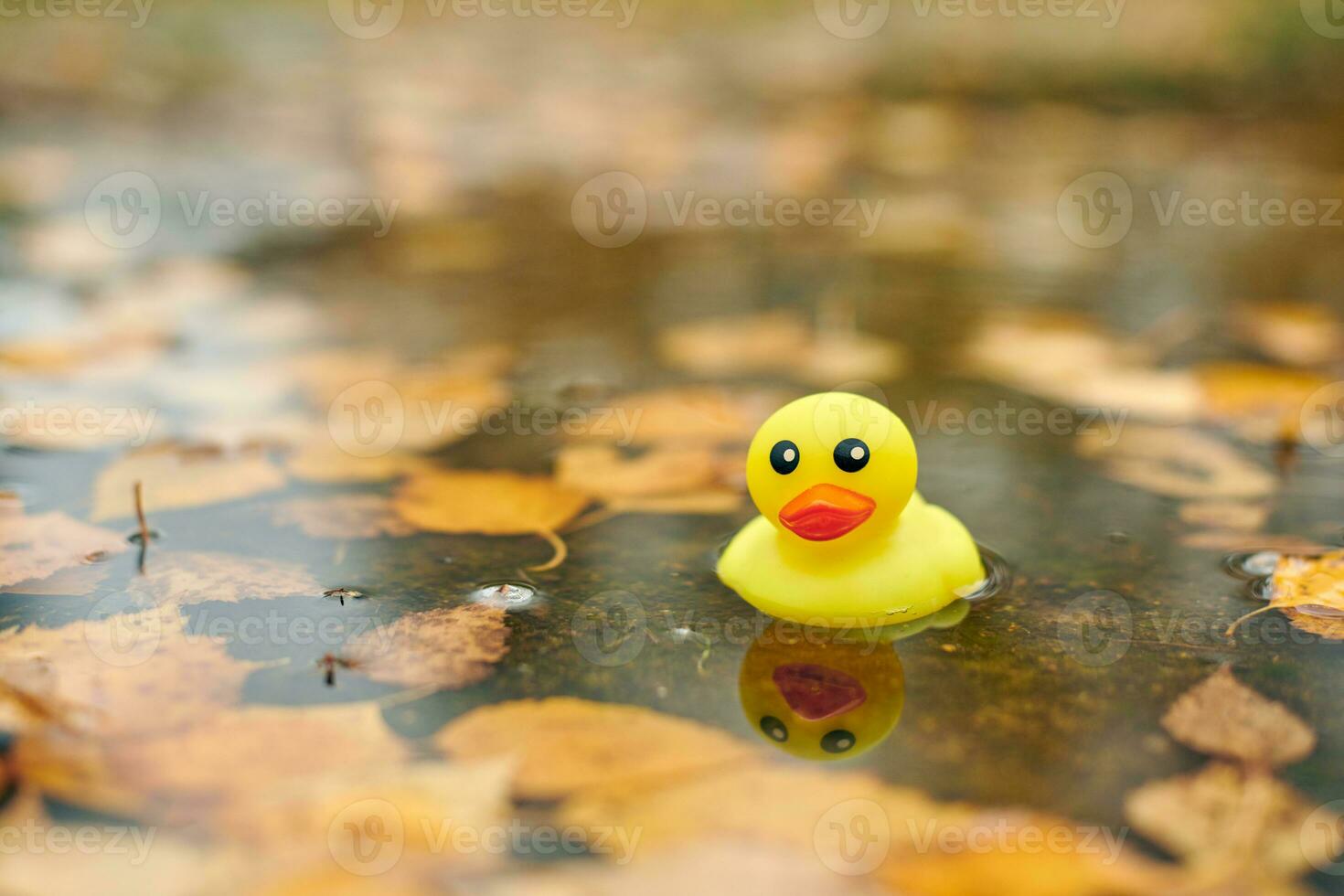 Duck toy in autumn puddle with leaves photo