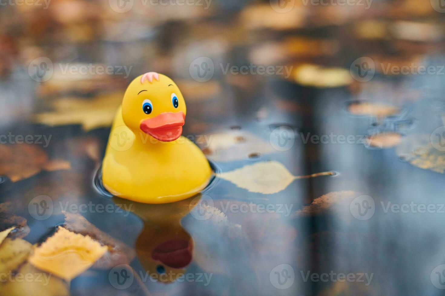 Duck toy in autumn puddle with leaves photo