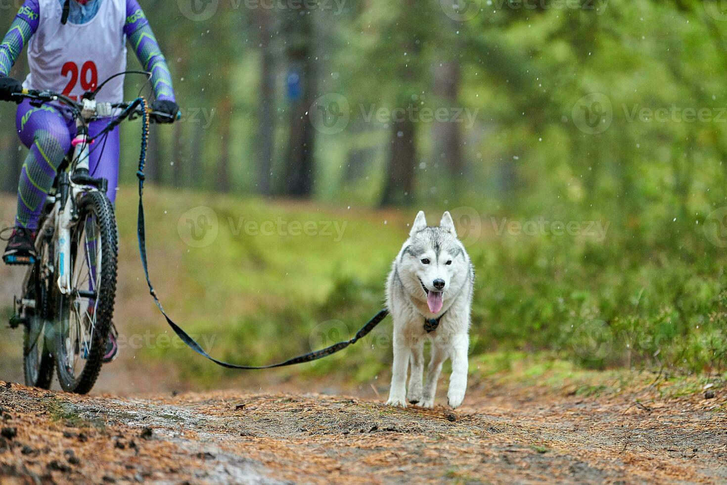 Bikejoring sled dog mushing race photo