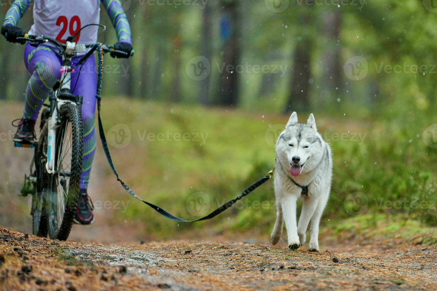 carrera de mushing de perros bikejoring foto