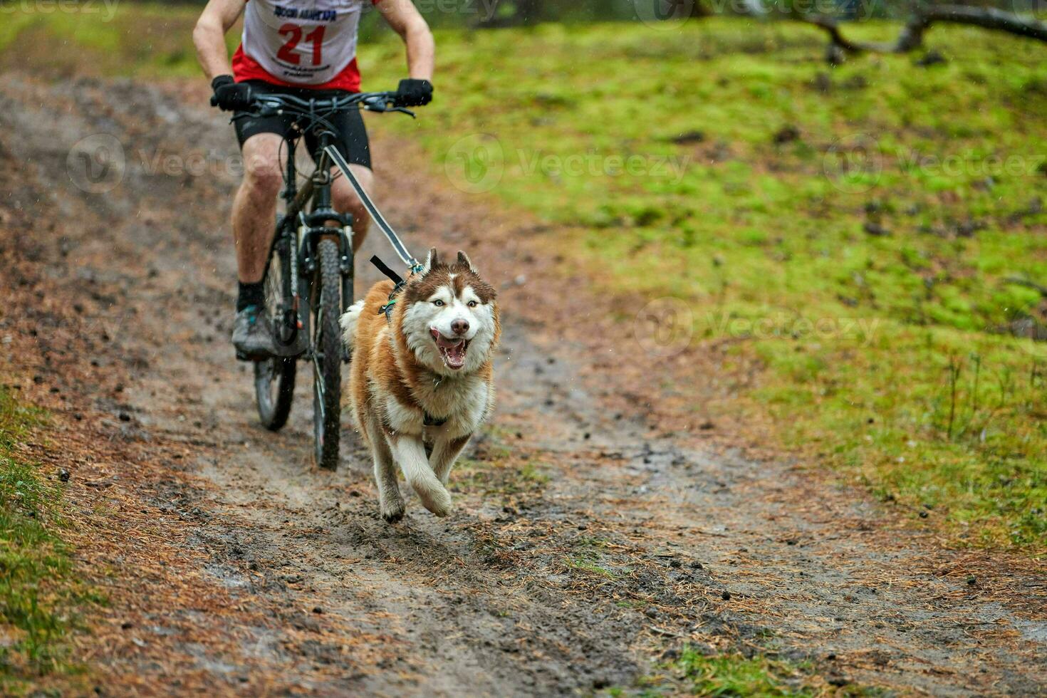 Bikejoring sled dog mushing race photo