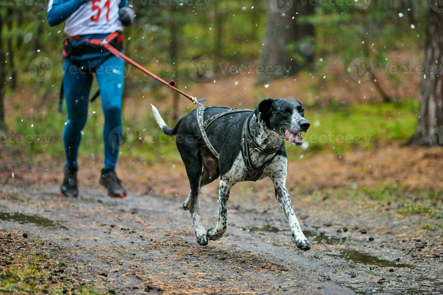 canicross carrera de mushing de perros foto