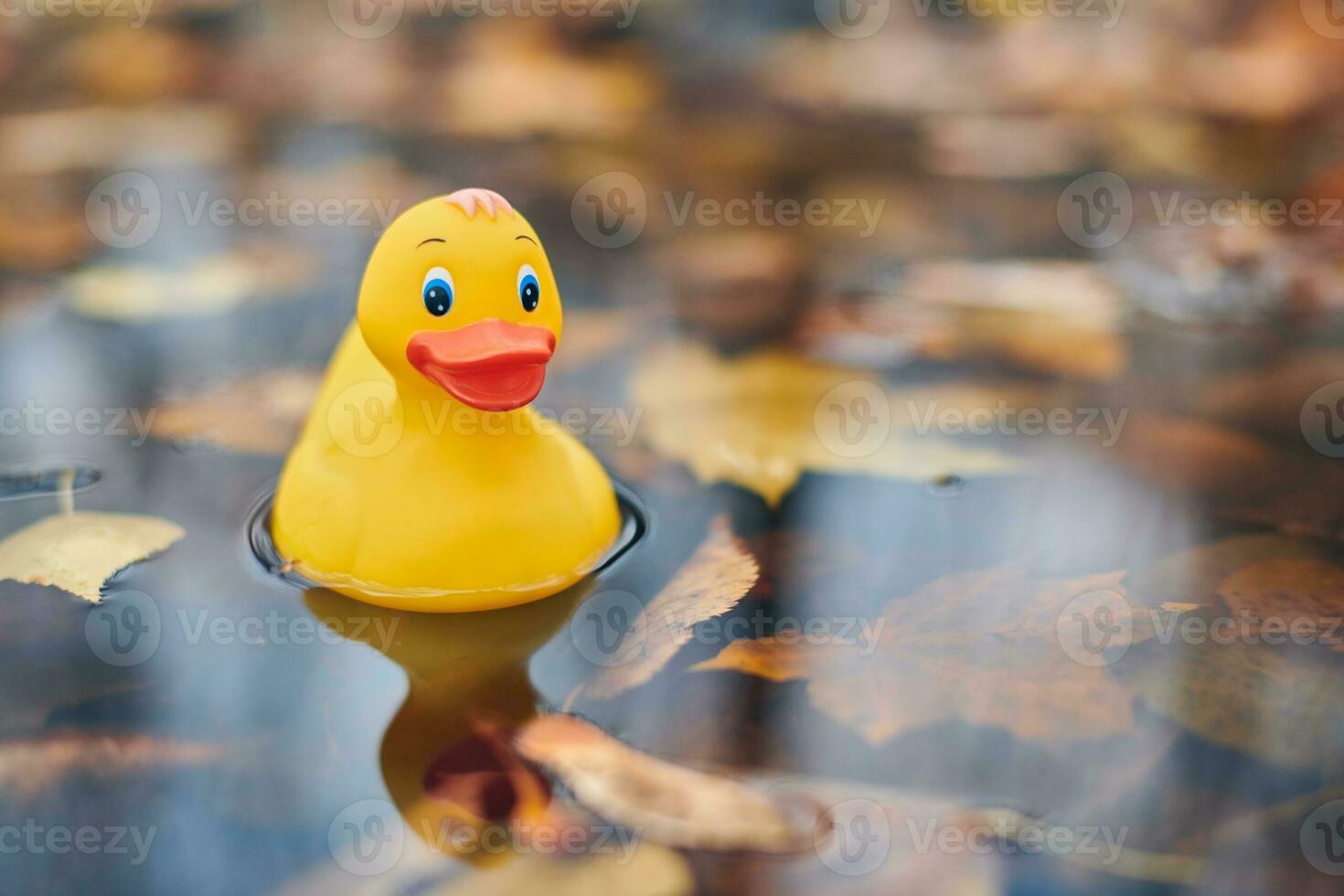 Duck toy in autumn puddle with leaves photo