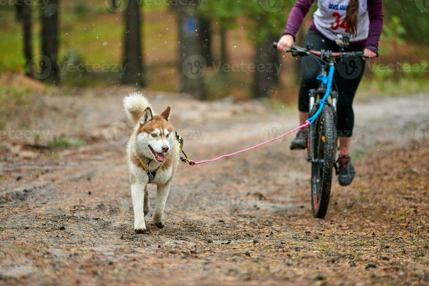 Crosscountry dryland sled dog mushing race photo
