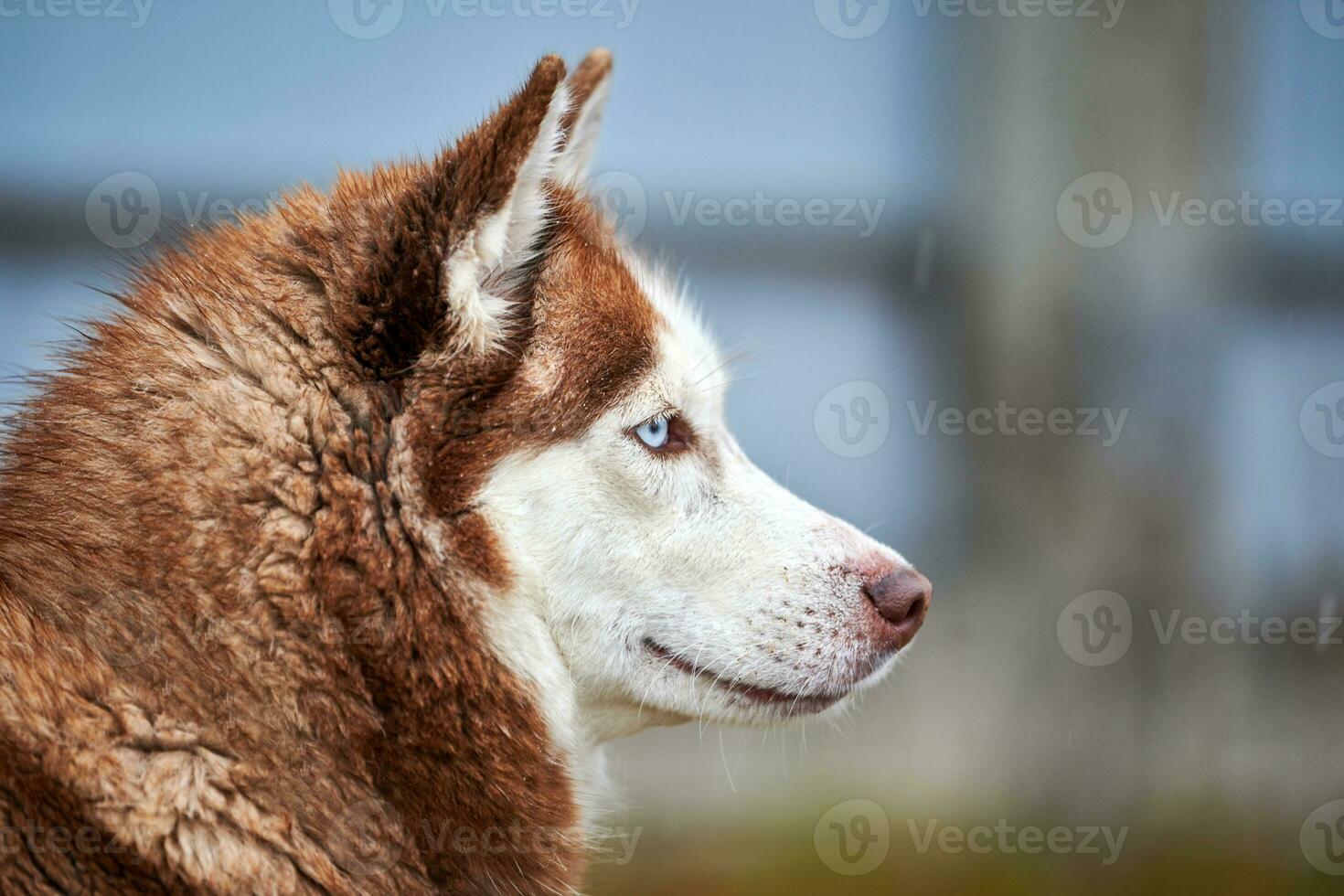 Husky dog portrait photo