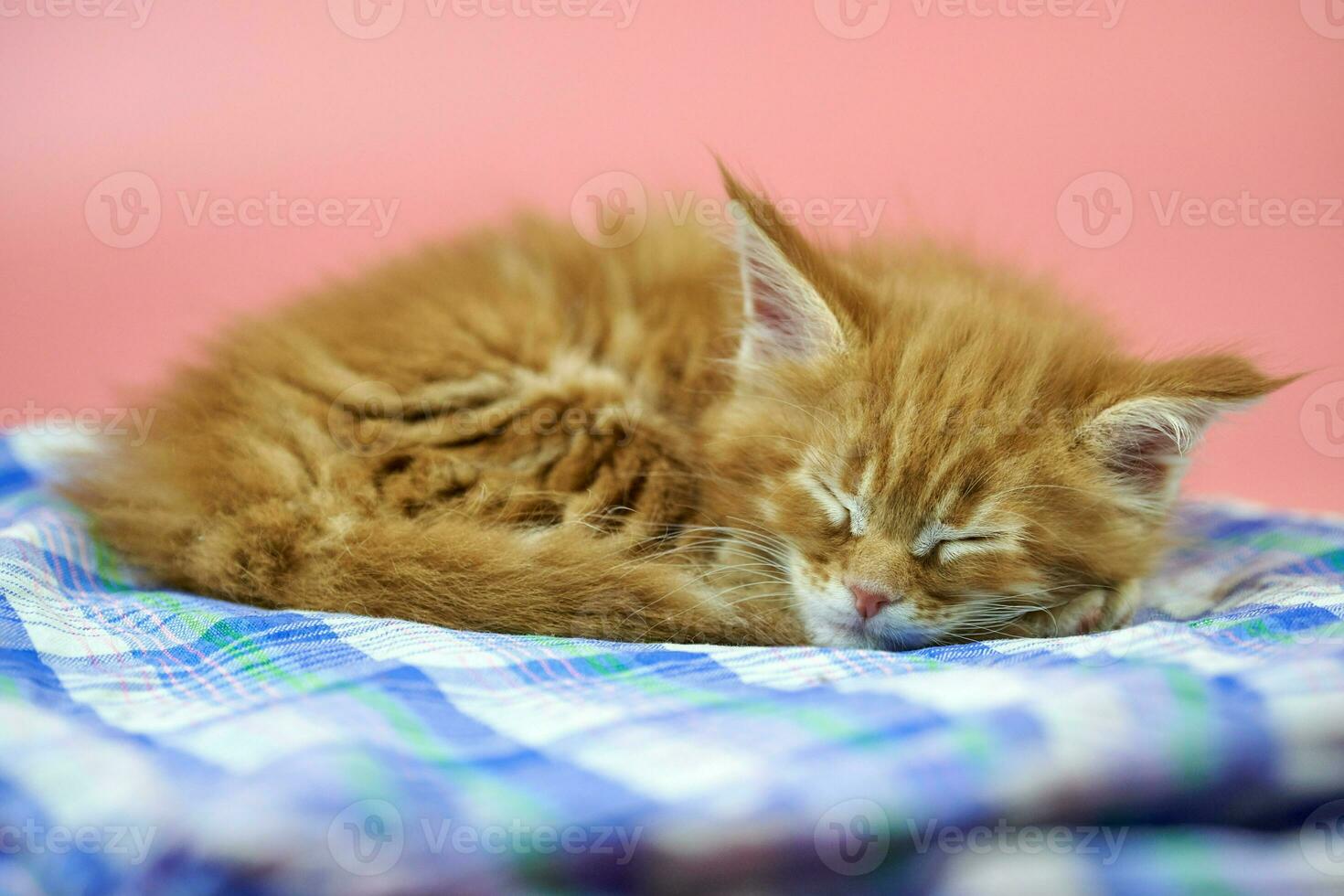 Sleeping Maine coon red kitten photo