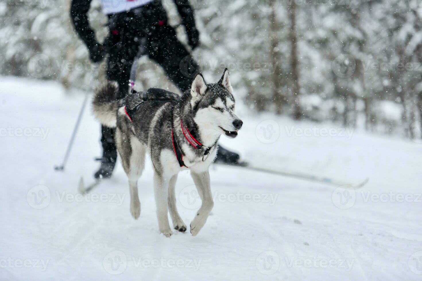 Dog skijoring winter competition photo