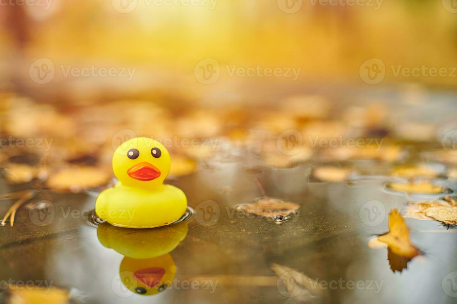 Duck toy in autumn puddle with leaves photo