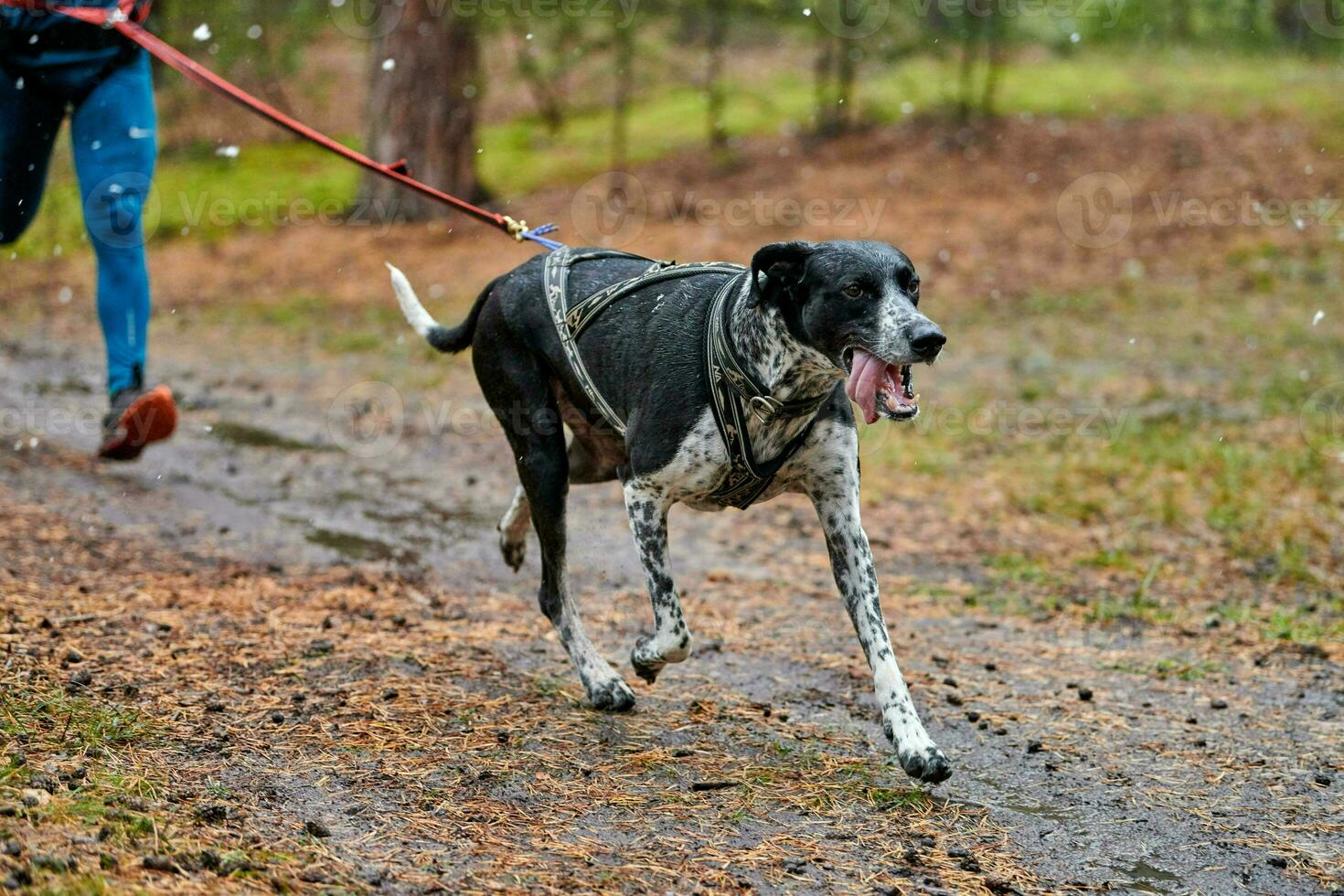 canicross carrera de mushing de perros foto