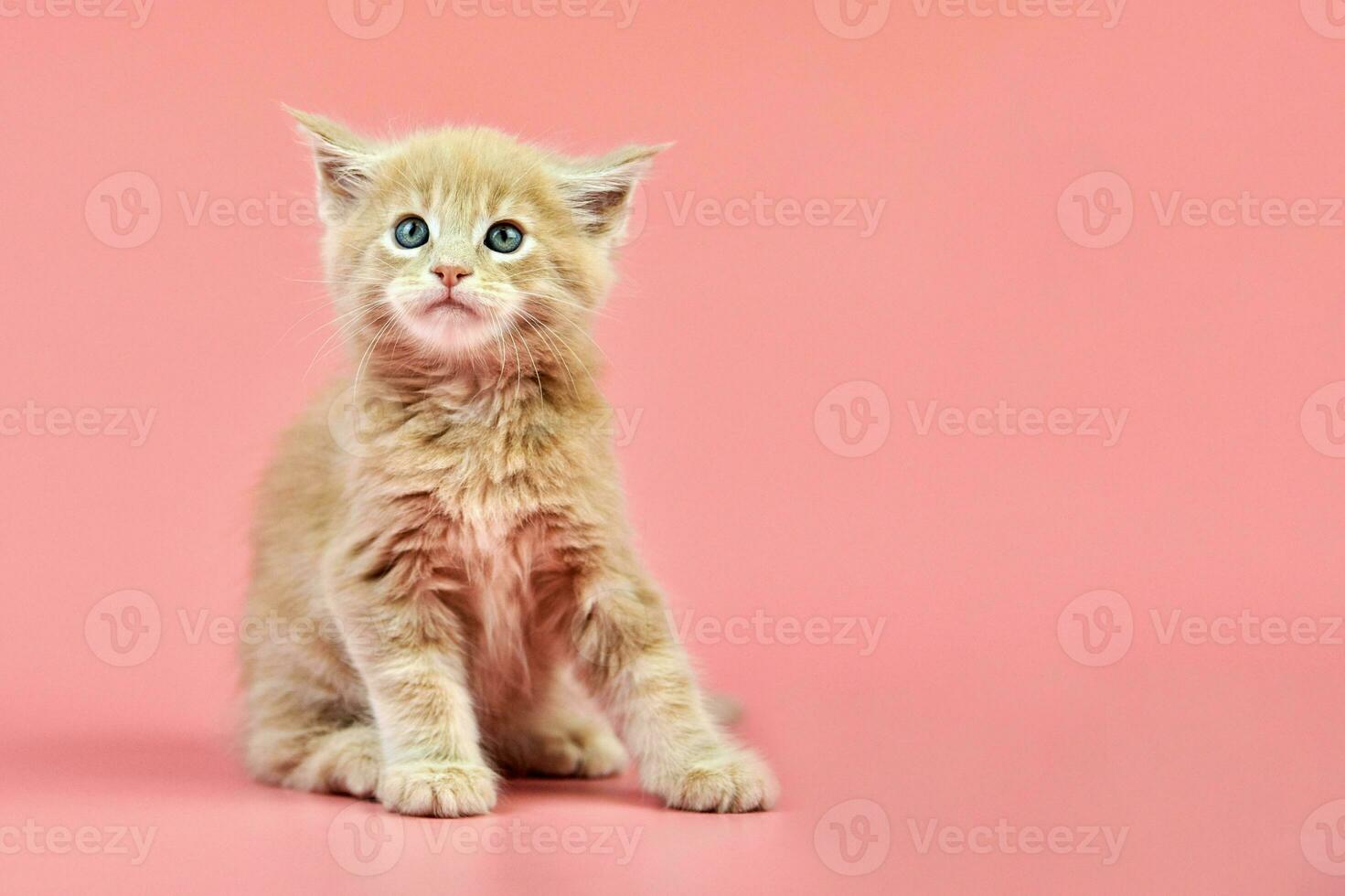 Maine coon cream kitten photo