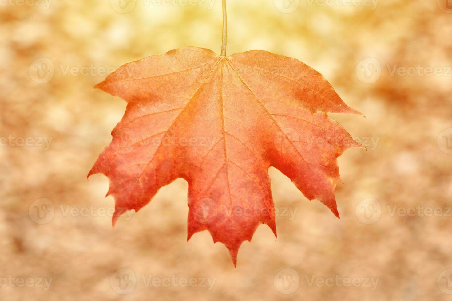 hoja de otoño roja sobre fondo de follaje amarillo foto