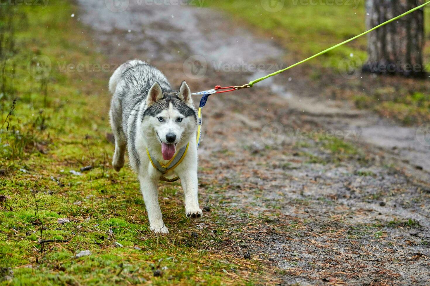 Crosscountry dryland sled dog mushing race photo