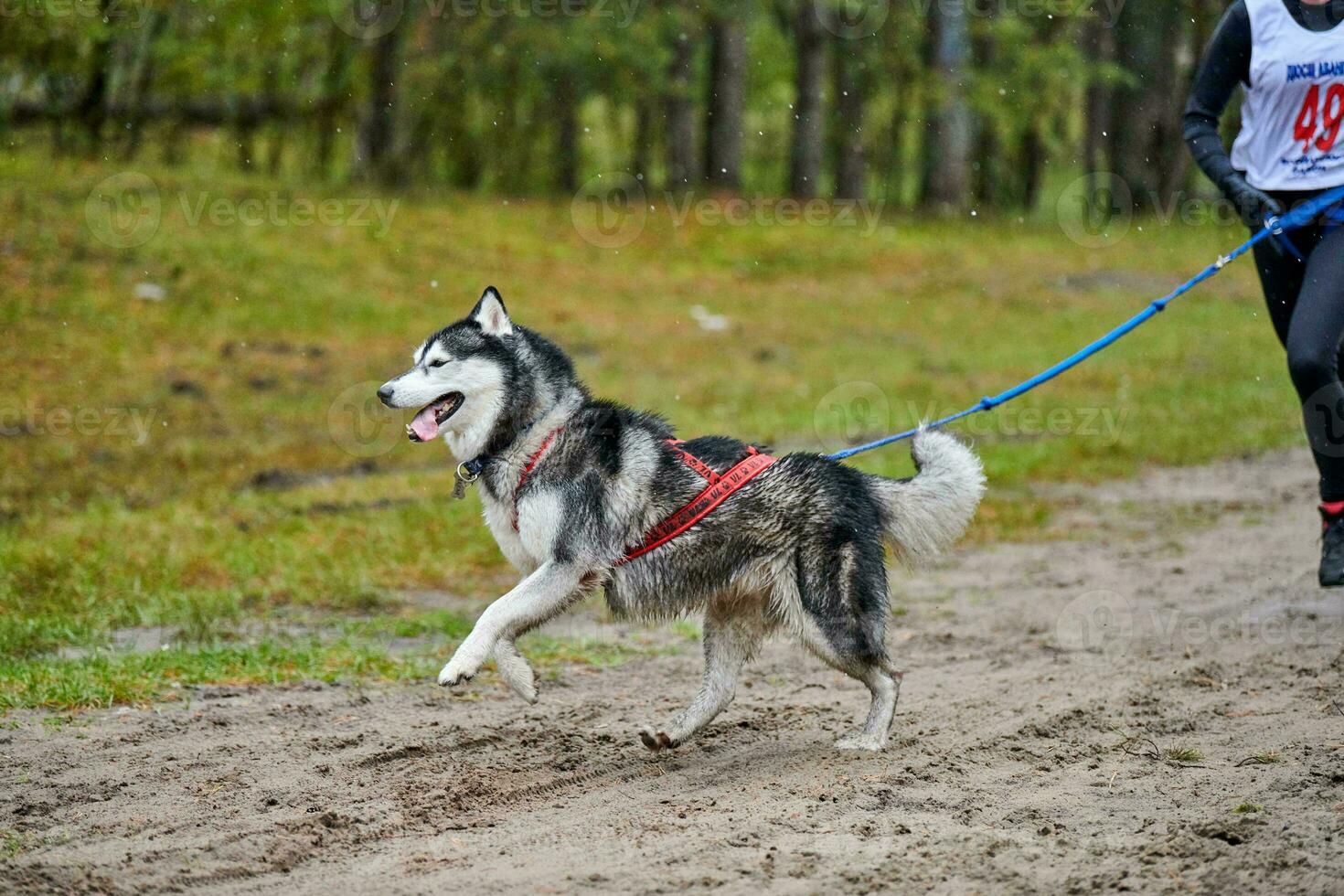 Canicross dog mushing race photo