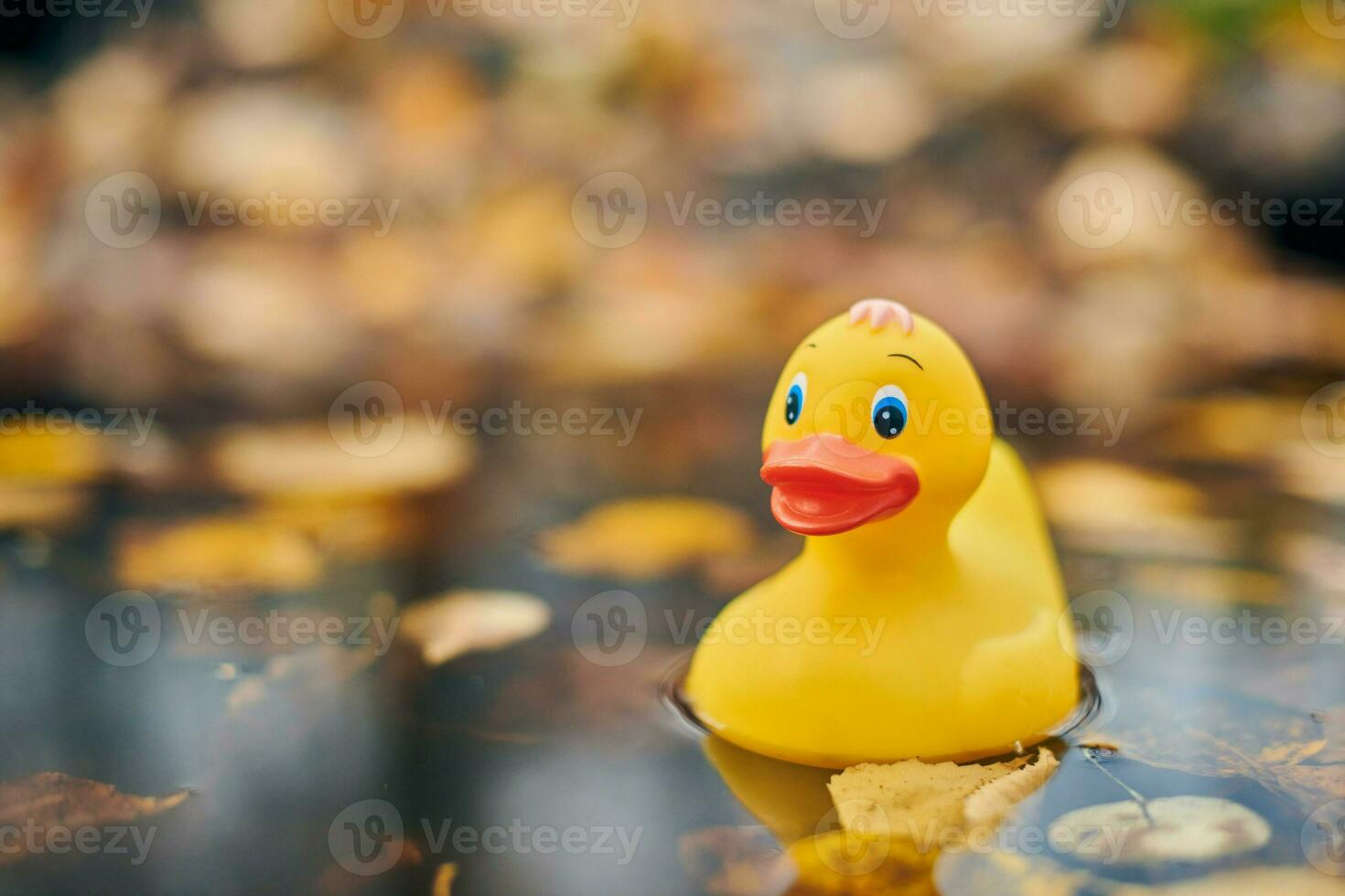 Duck toy in autumn puddle with leaves photo