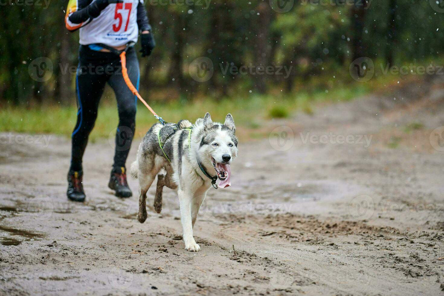 Canicross dog mushing race photo