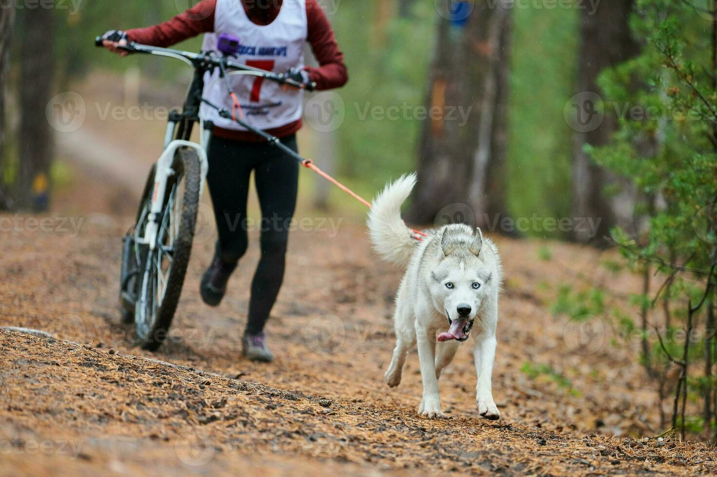 Bikejoring dog mushing race photo