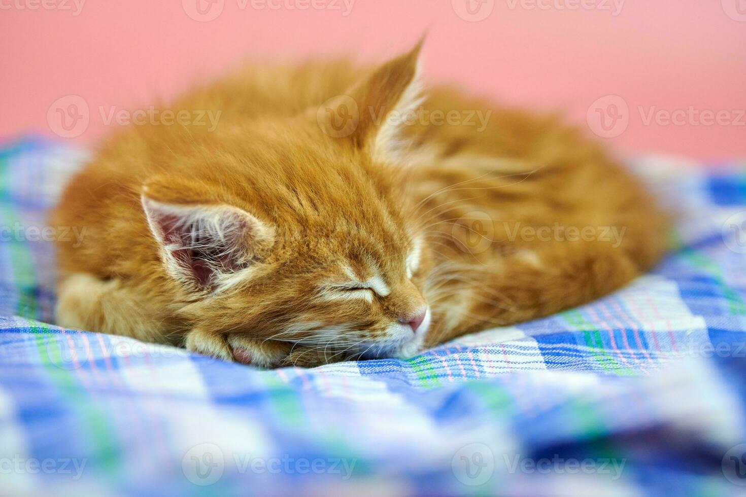 Sleeping Maine coon red kitten photo