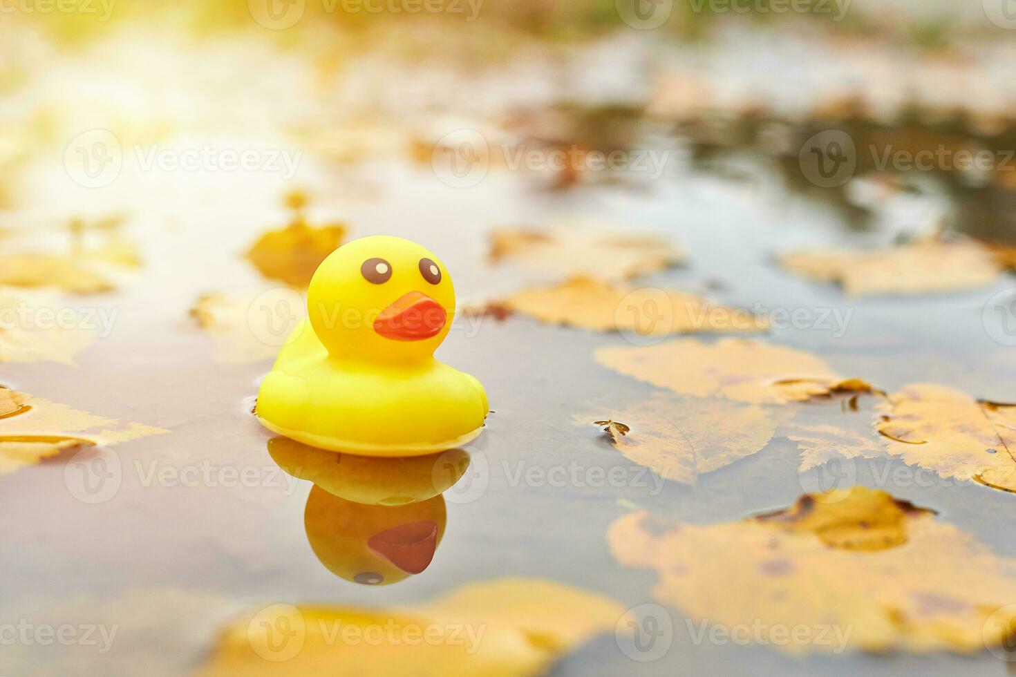 juguete de pato de otoño en charco con hojas foto