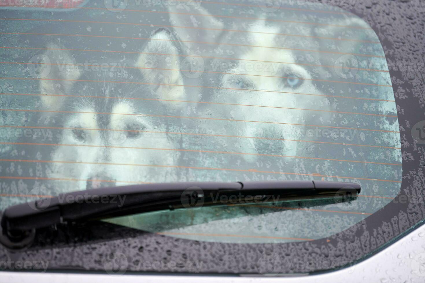 Husky dog in car photo