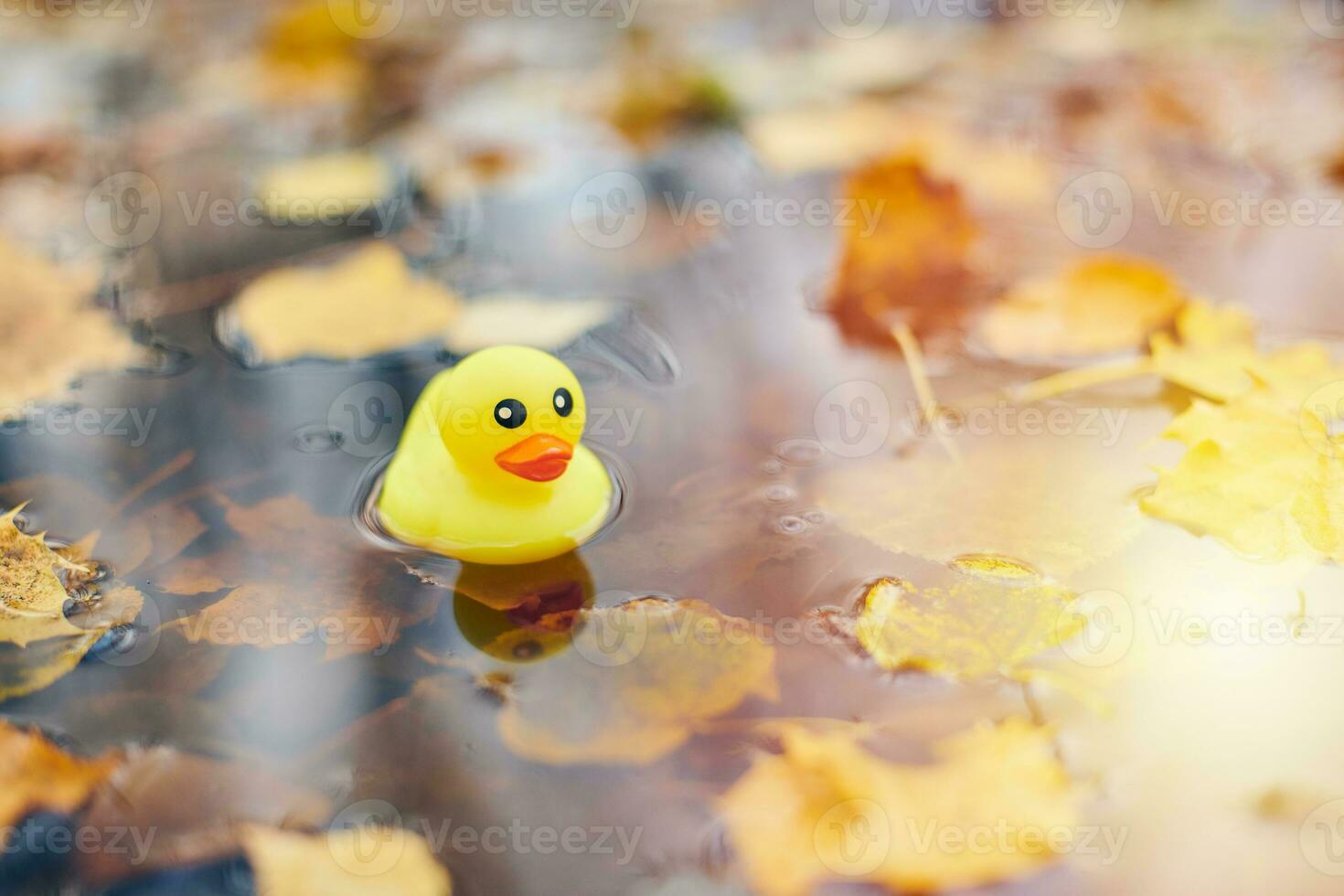 juguete de pato de otoño en charco con hojas foto