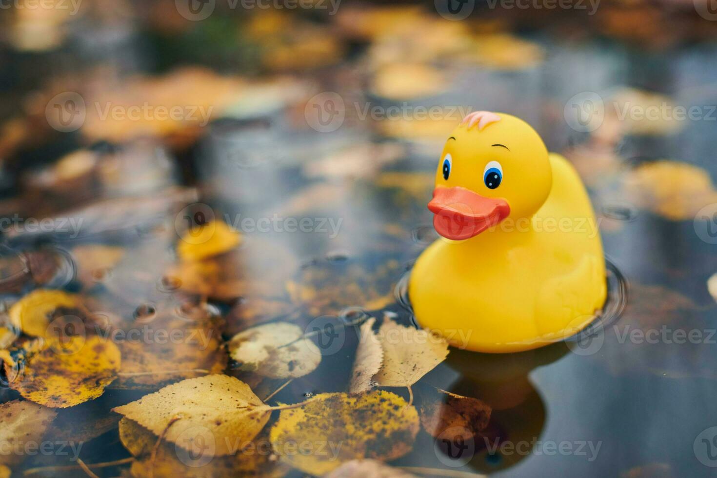 Duck toy in autumn puddle with leaves photo