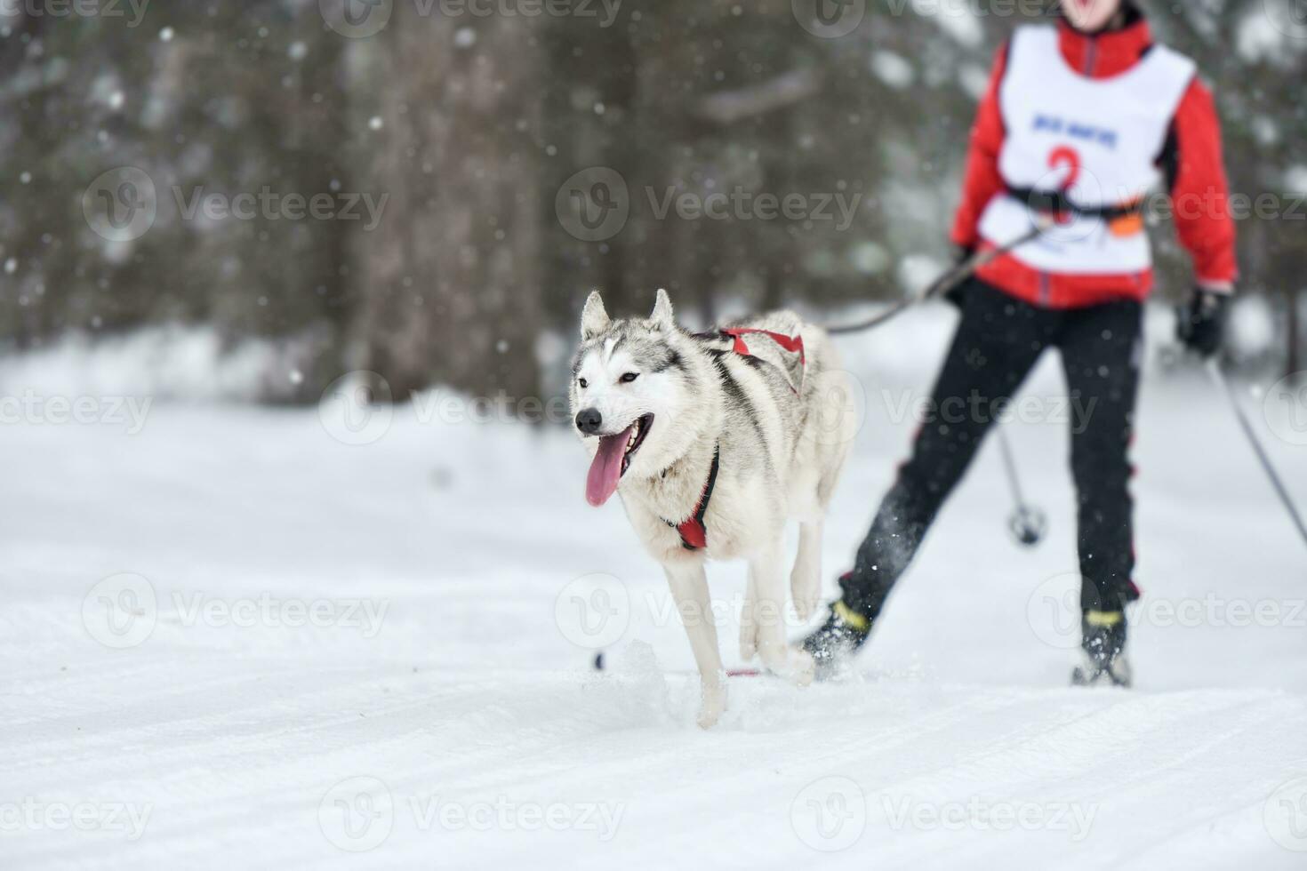 Dog skijoring winter competition photo