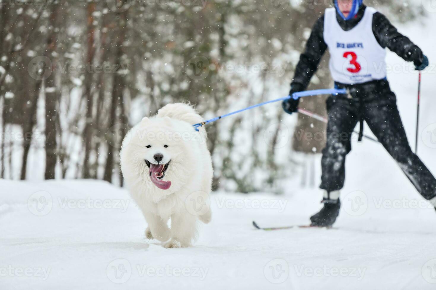 Dog skijoring competition photo