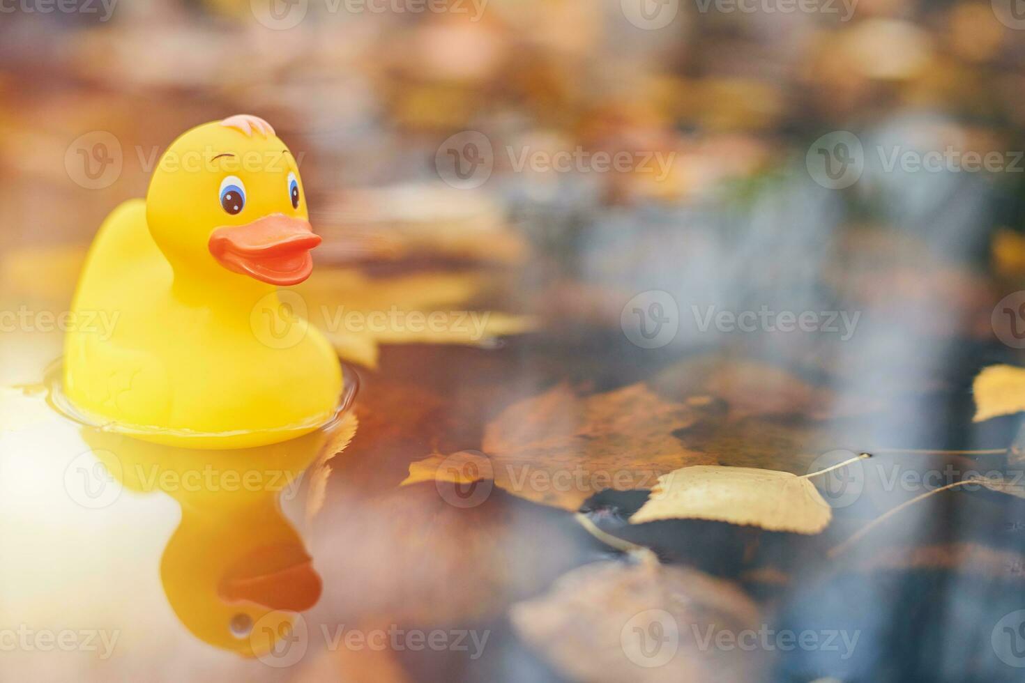 Autumn duck toy in puddle with leaves photo