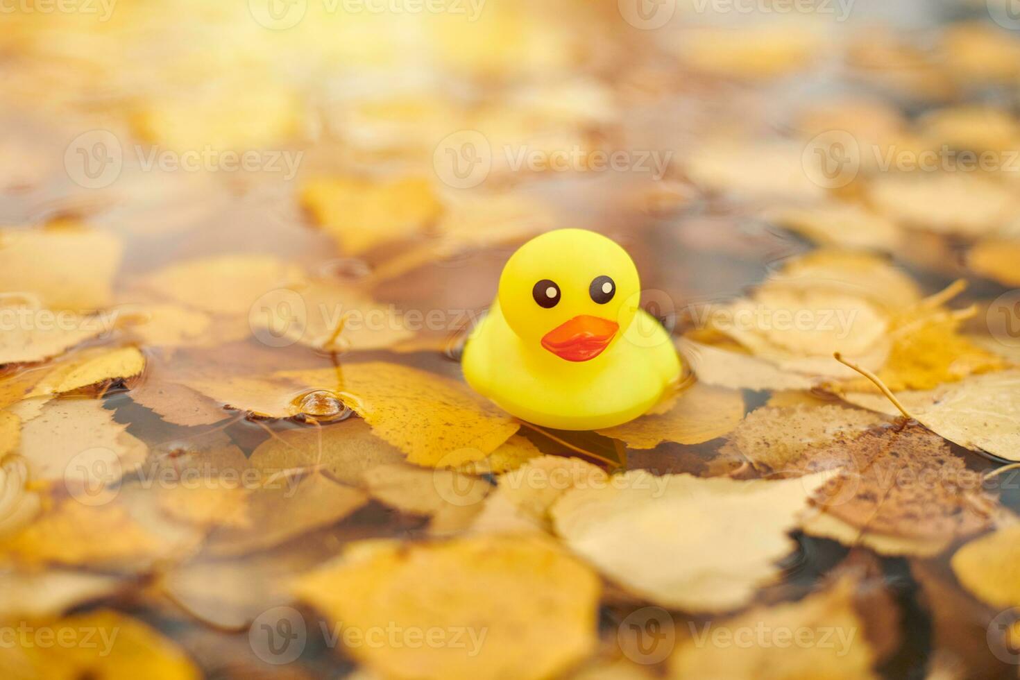 Duck toy in autumn puddle with leaves photo