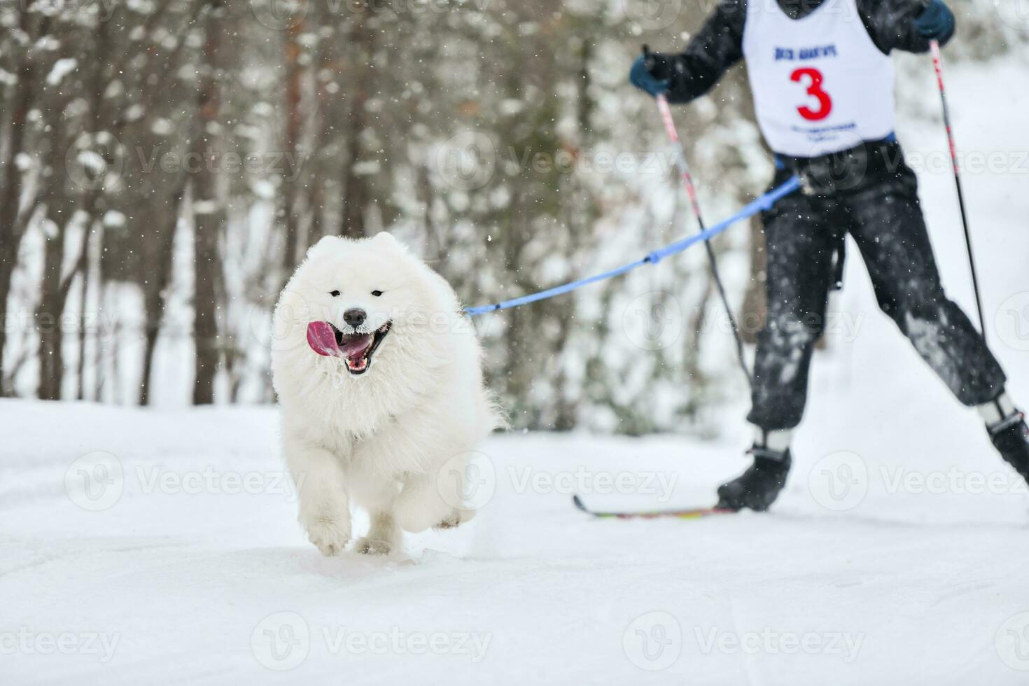Dog skijoring winter competition photo