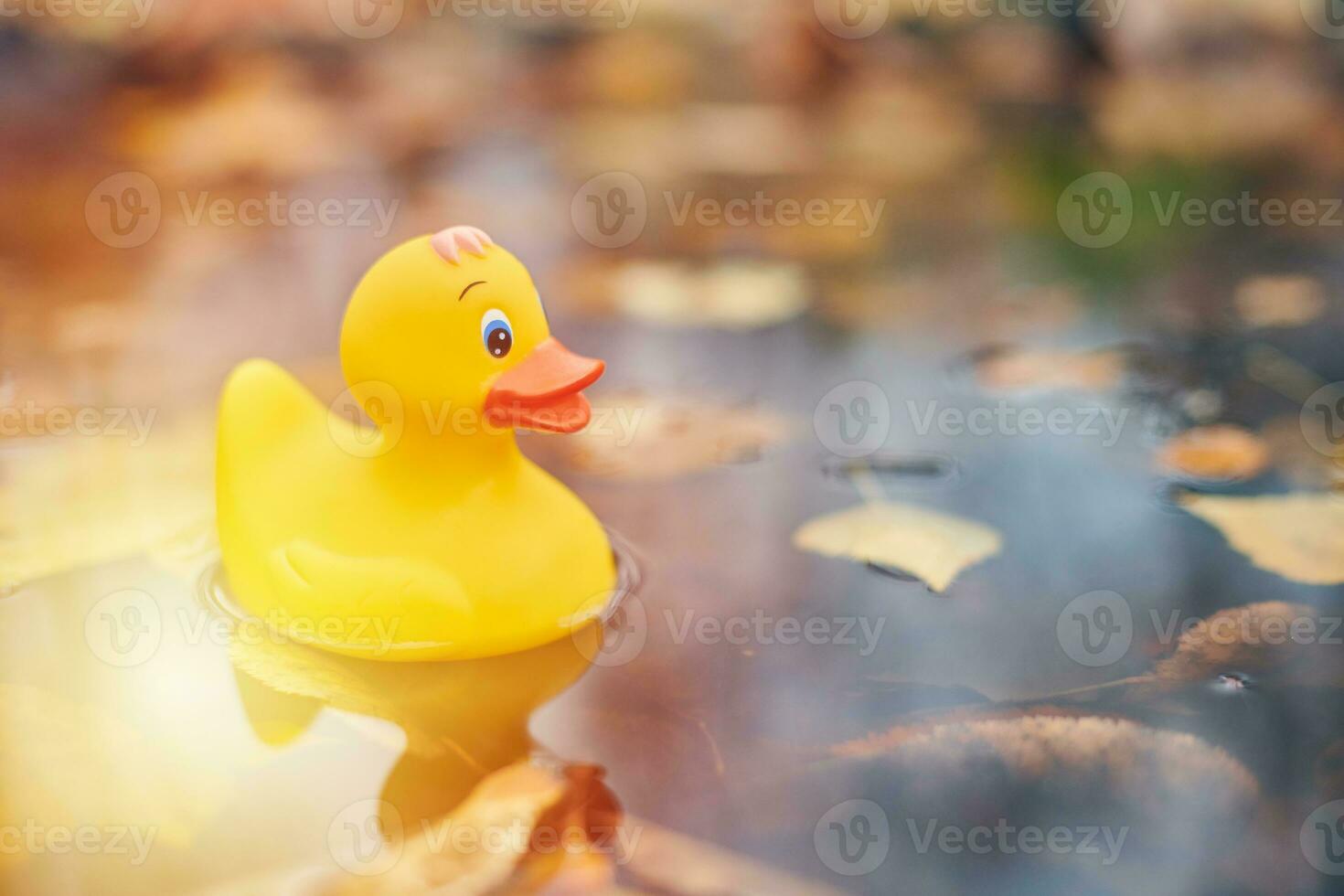 Duck toy in autumn puddle with leaves photo