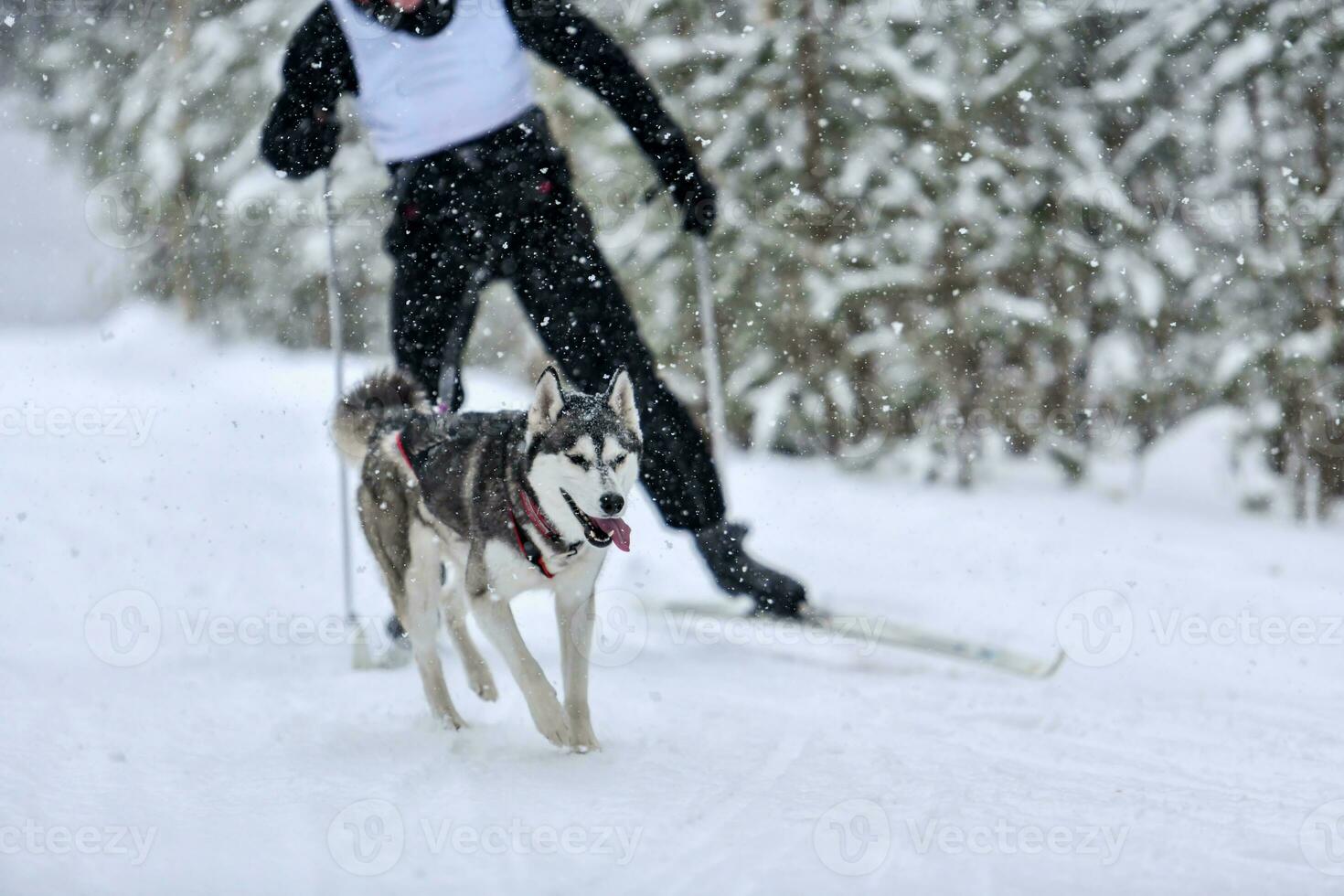 Dog skijoring competition photo
