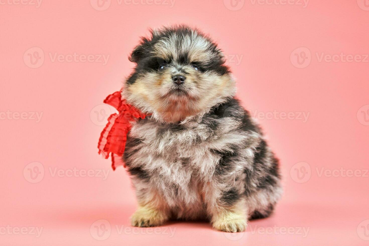 Pomeranian Spitz puppy on pink background photo