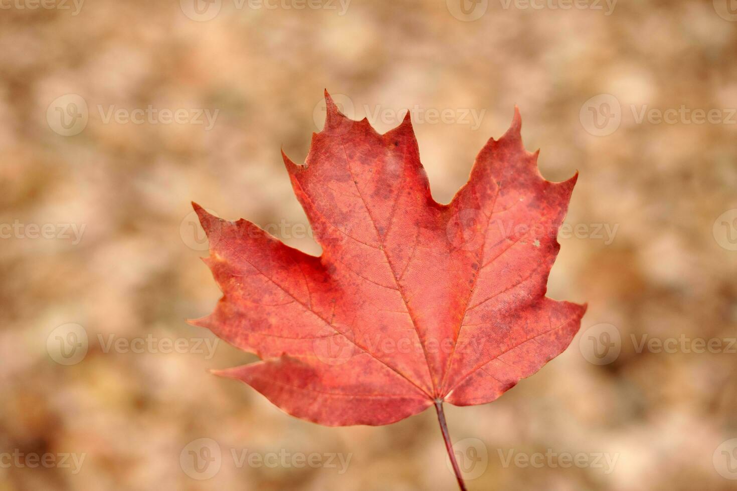 Red autumn leaf on yellow foliage background photo