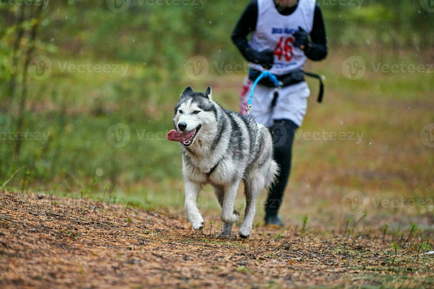 Canicross dog mushing race photo