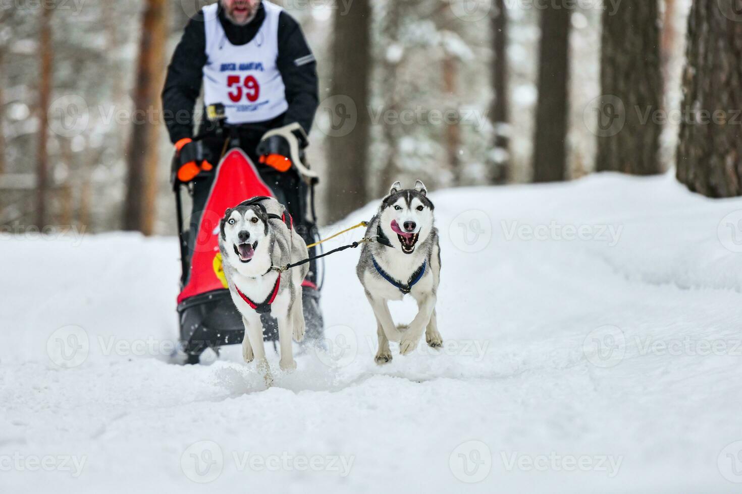 Husky sled dog racing photo