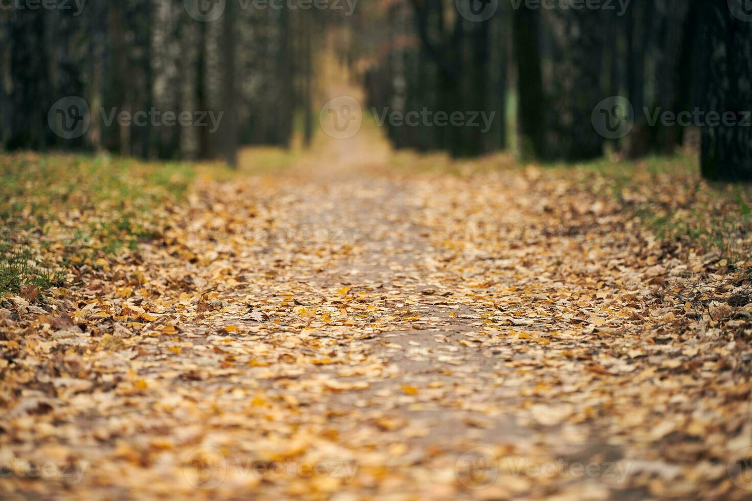 Autumn forest footpath photo