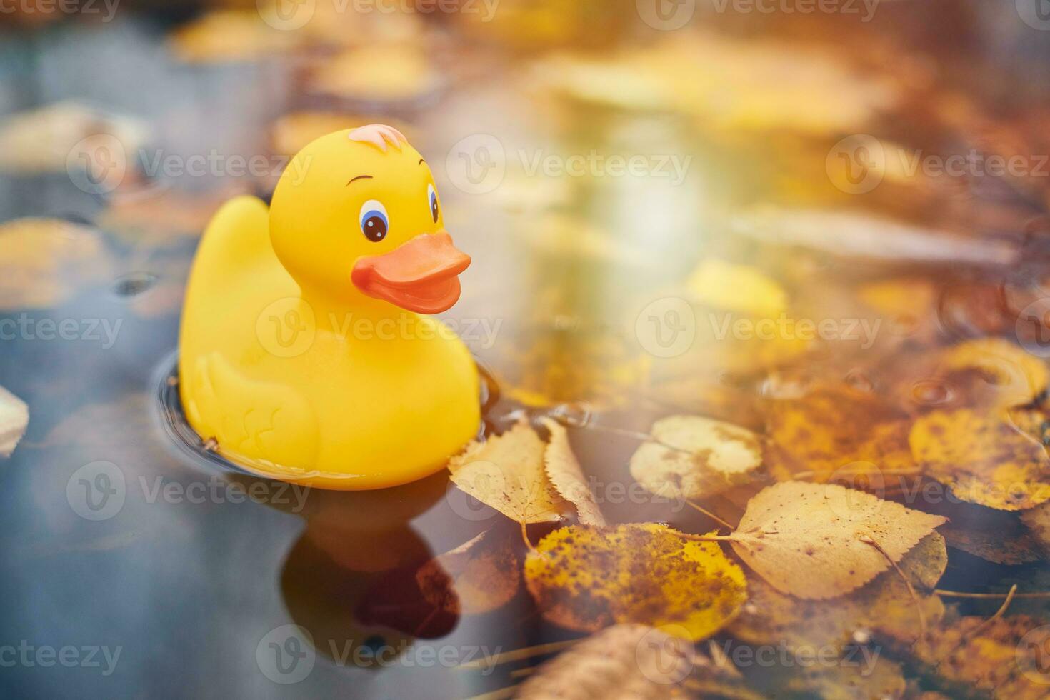 Autumn duck toy in puddle with leaves photo