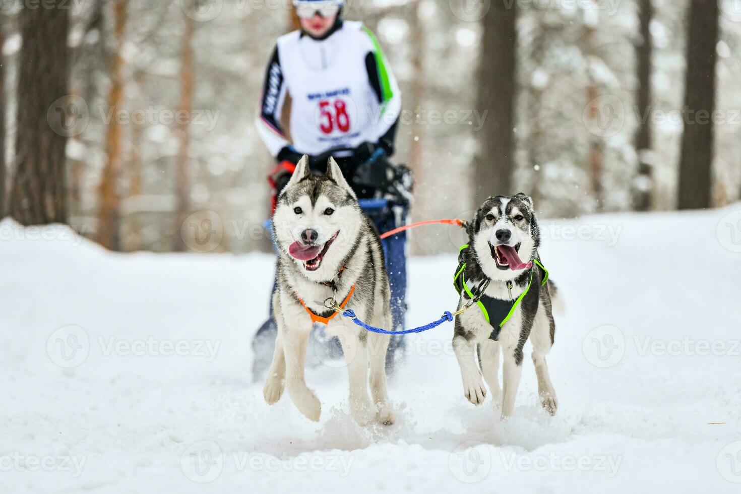 Siberian husky sled dog racing photo