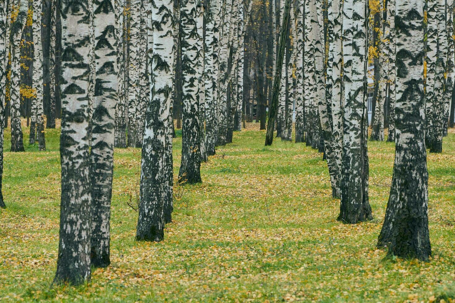 Autumn forest footpath photo