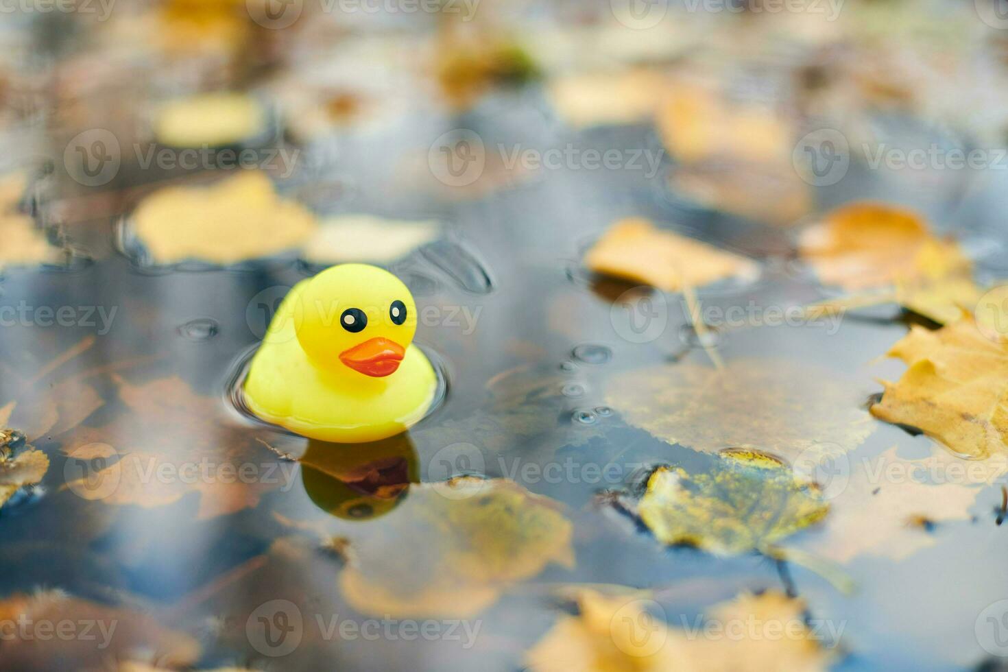 juguete de pato de otoño en charco con hojas foto