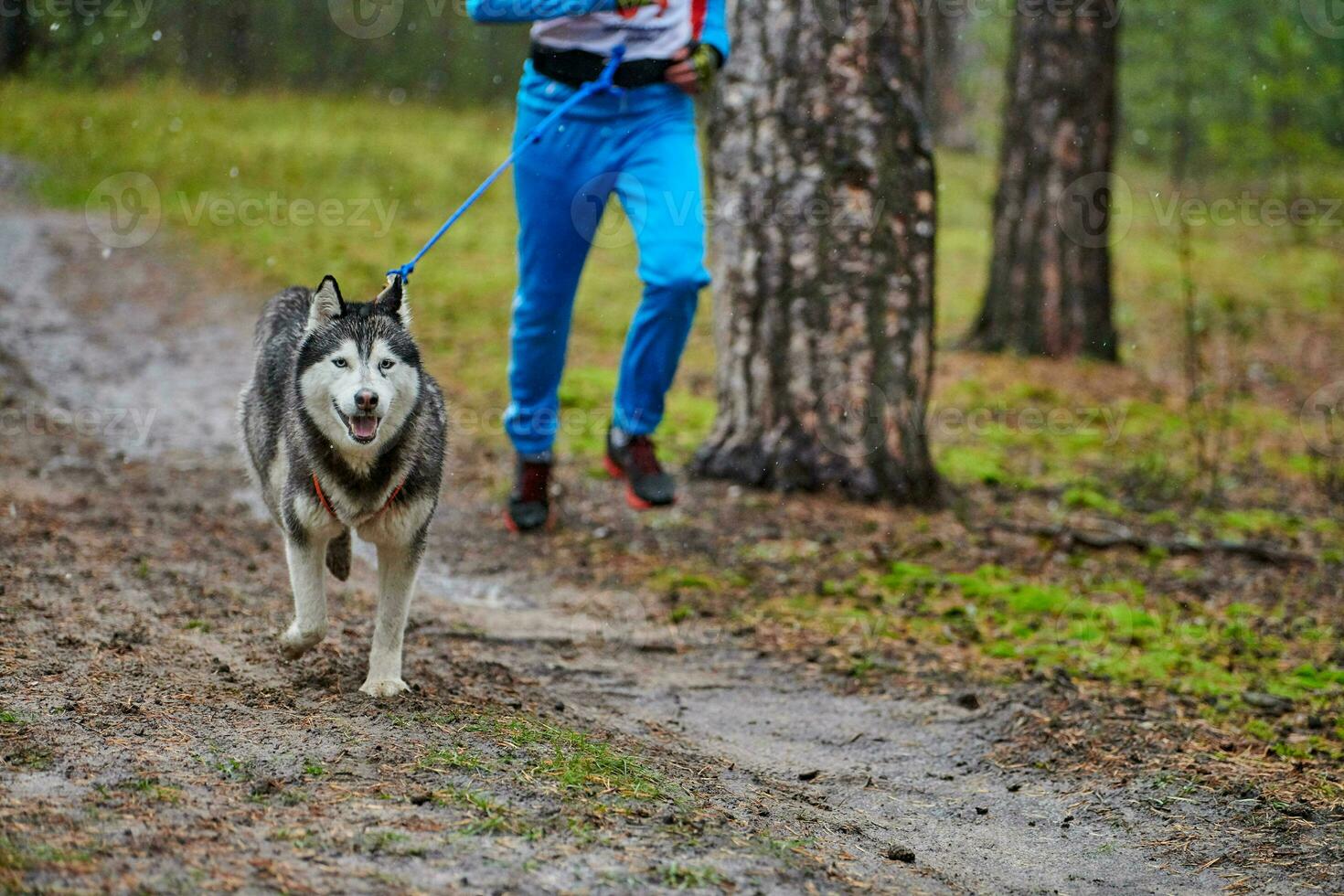 Canicross dog mushing race photo