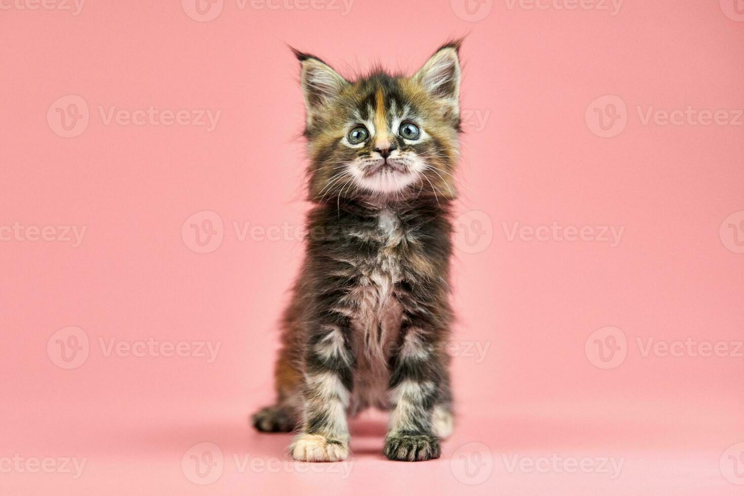 Maine coon tortoiseshell kitten 35661345 Stock Photo at Vecteezy