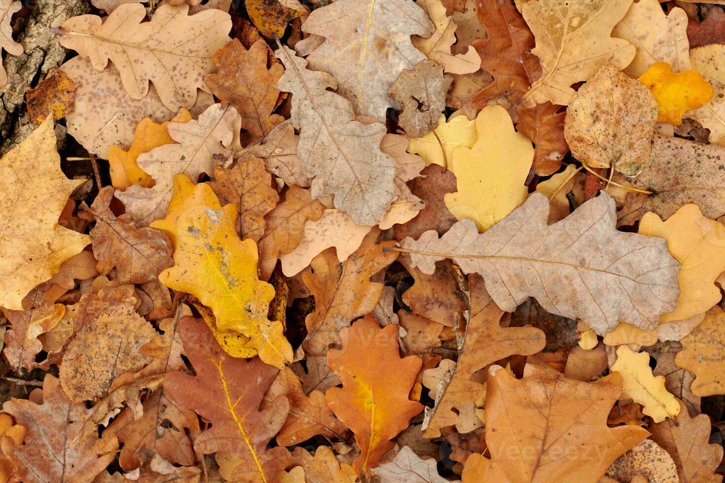 hojas de otoño, vista superior foto