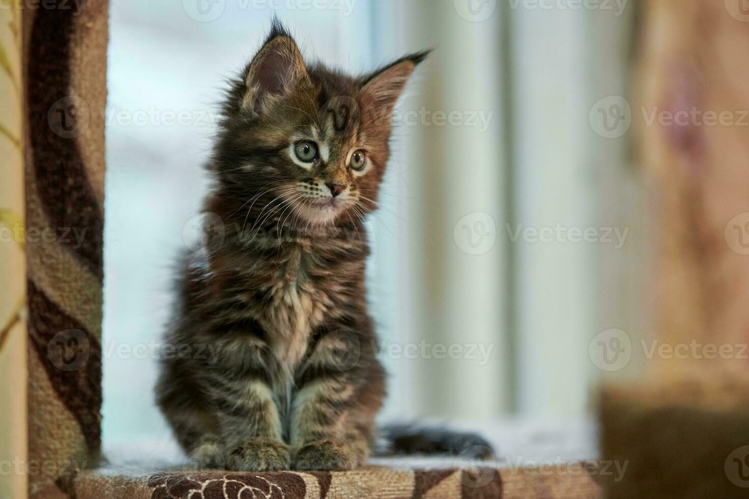 Maine coon kitten photo
