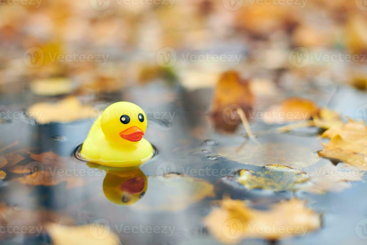 Duck toy in autumn puddle with leaves photo