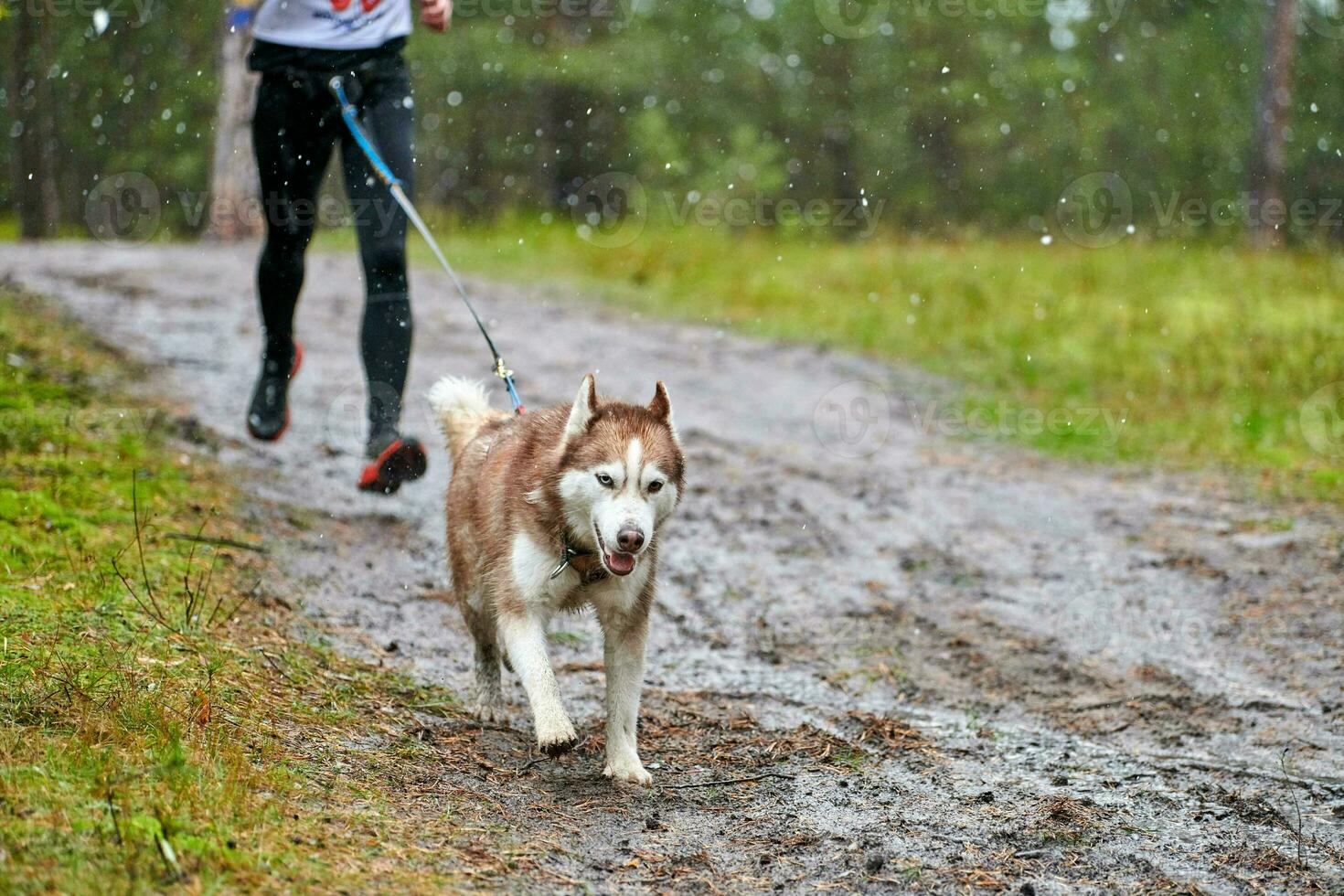 Canicross dog mushing race photo