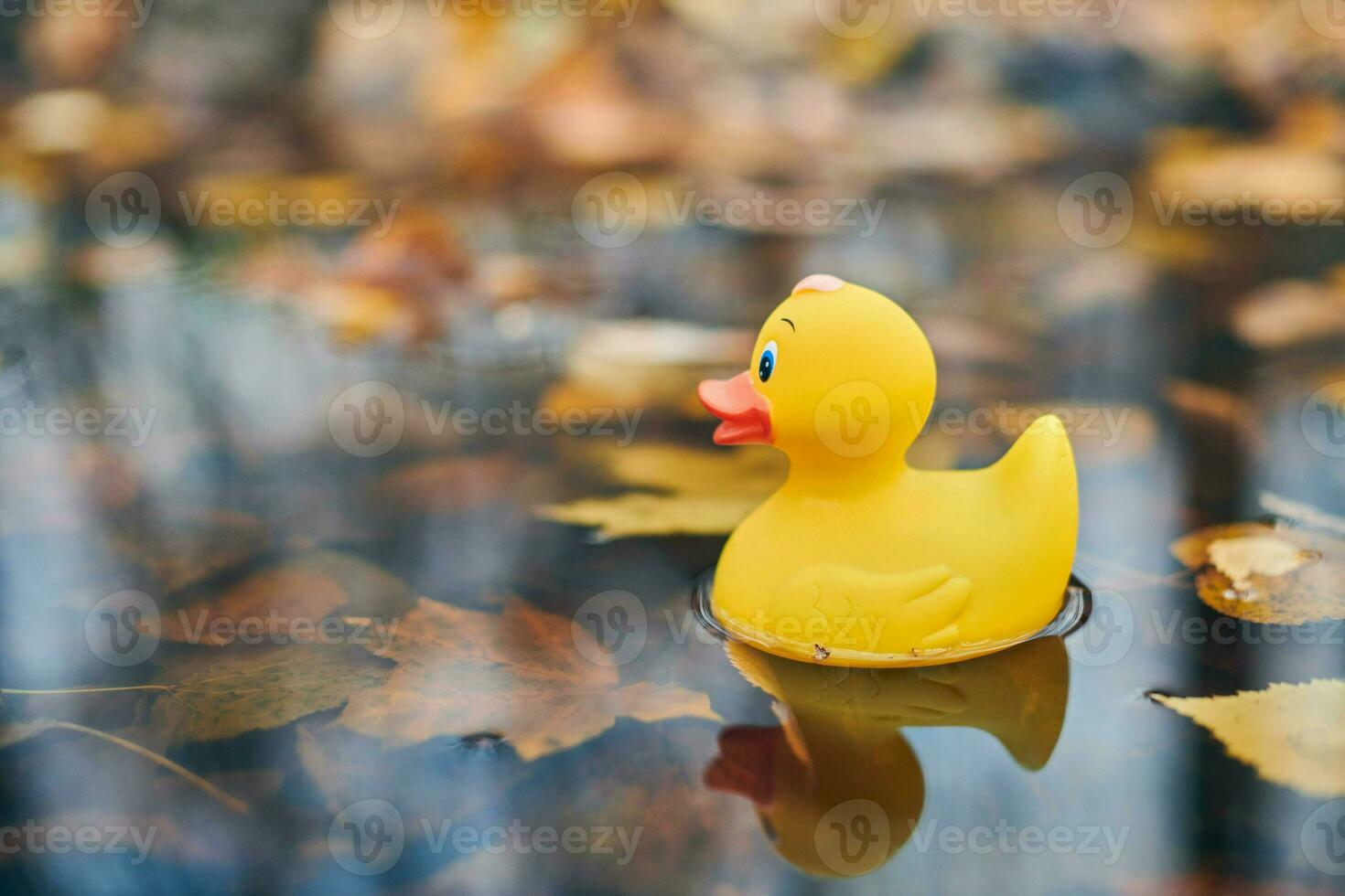 juguete de pato de otoño en charco con hojas foto